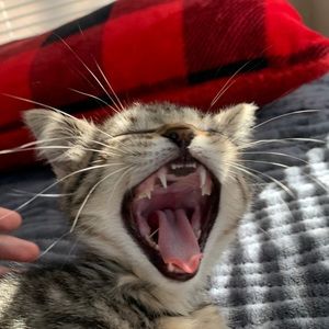 Meet your Posher, Benji